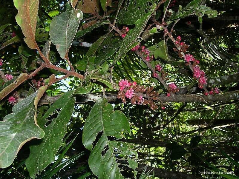 Pycnandra 9