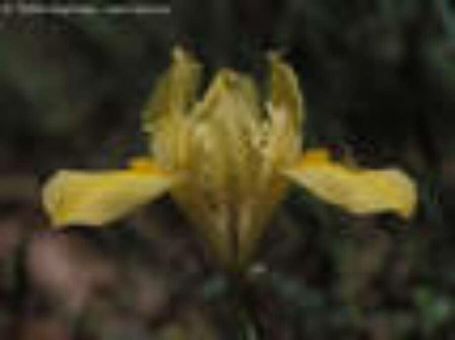 Iris nain 3