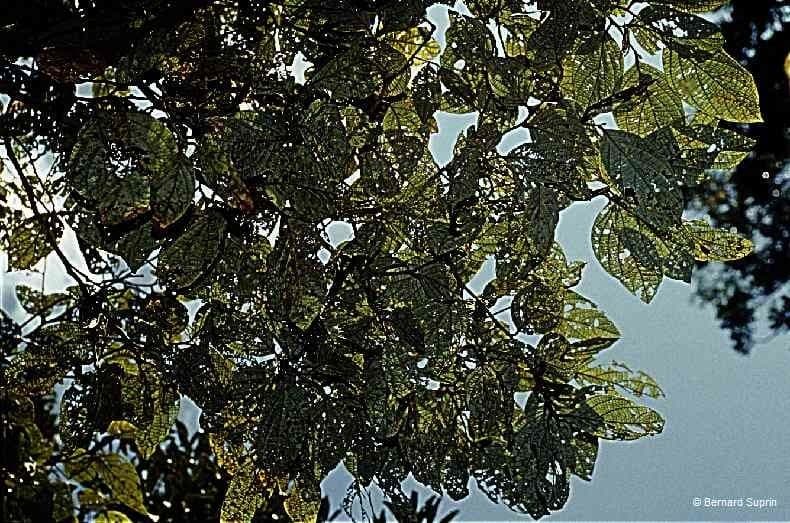 Cryptocarya 3