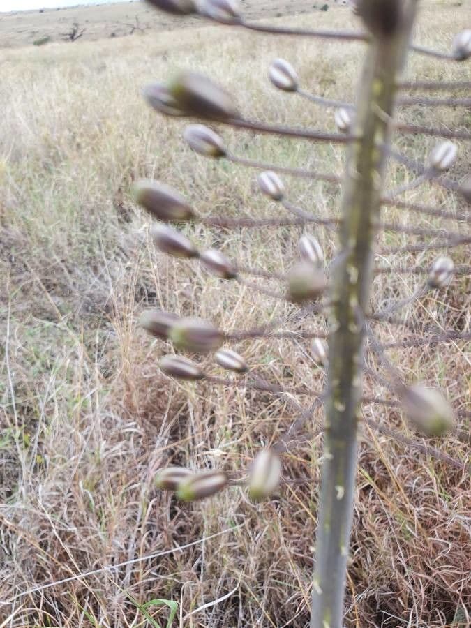 Drimia 10
