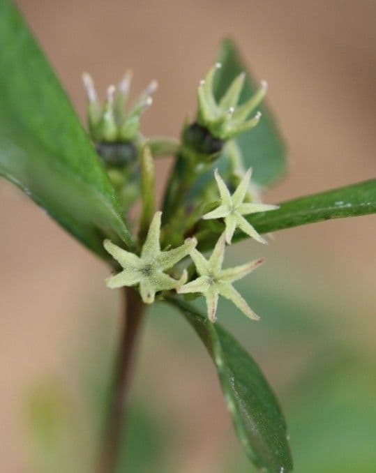 Cleidion 7