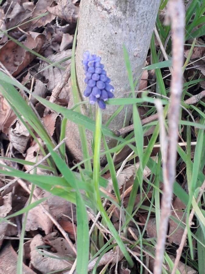 Szafirek miękkolistny 7