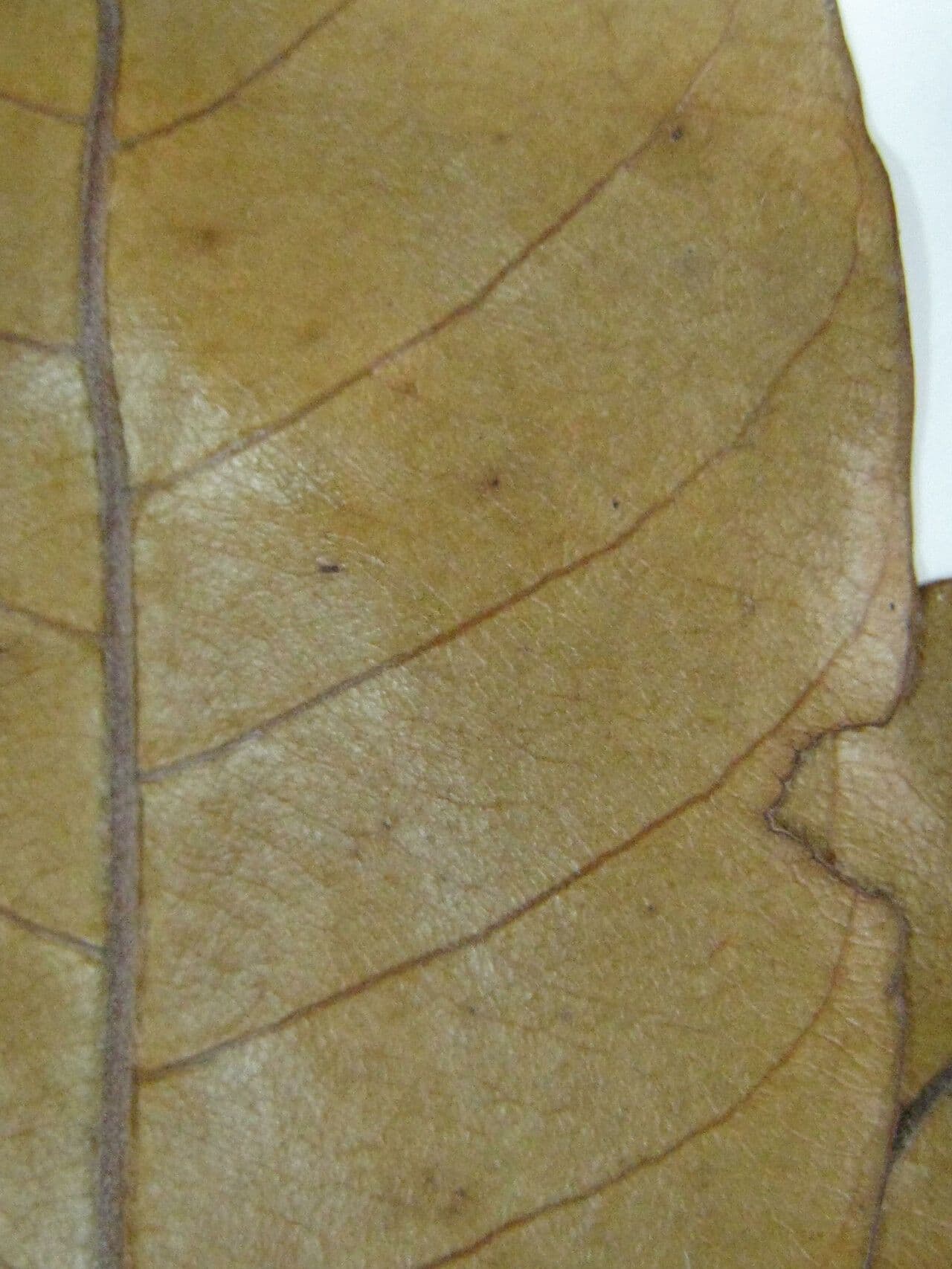 Pradosia 3