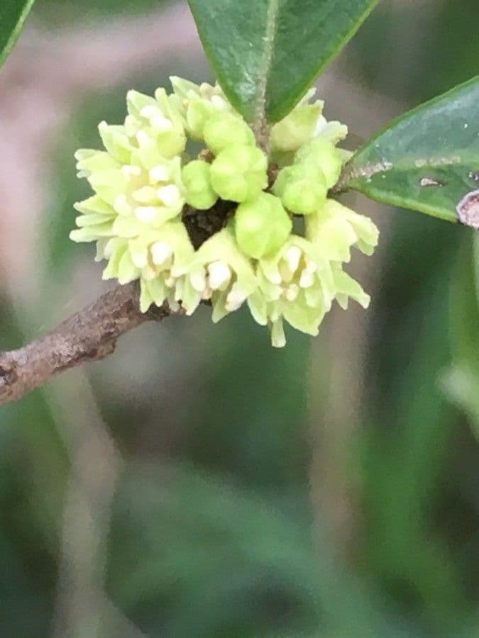 Emmenosperma 8