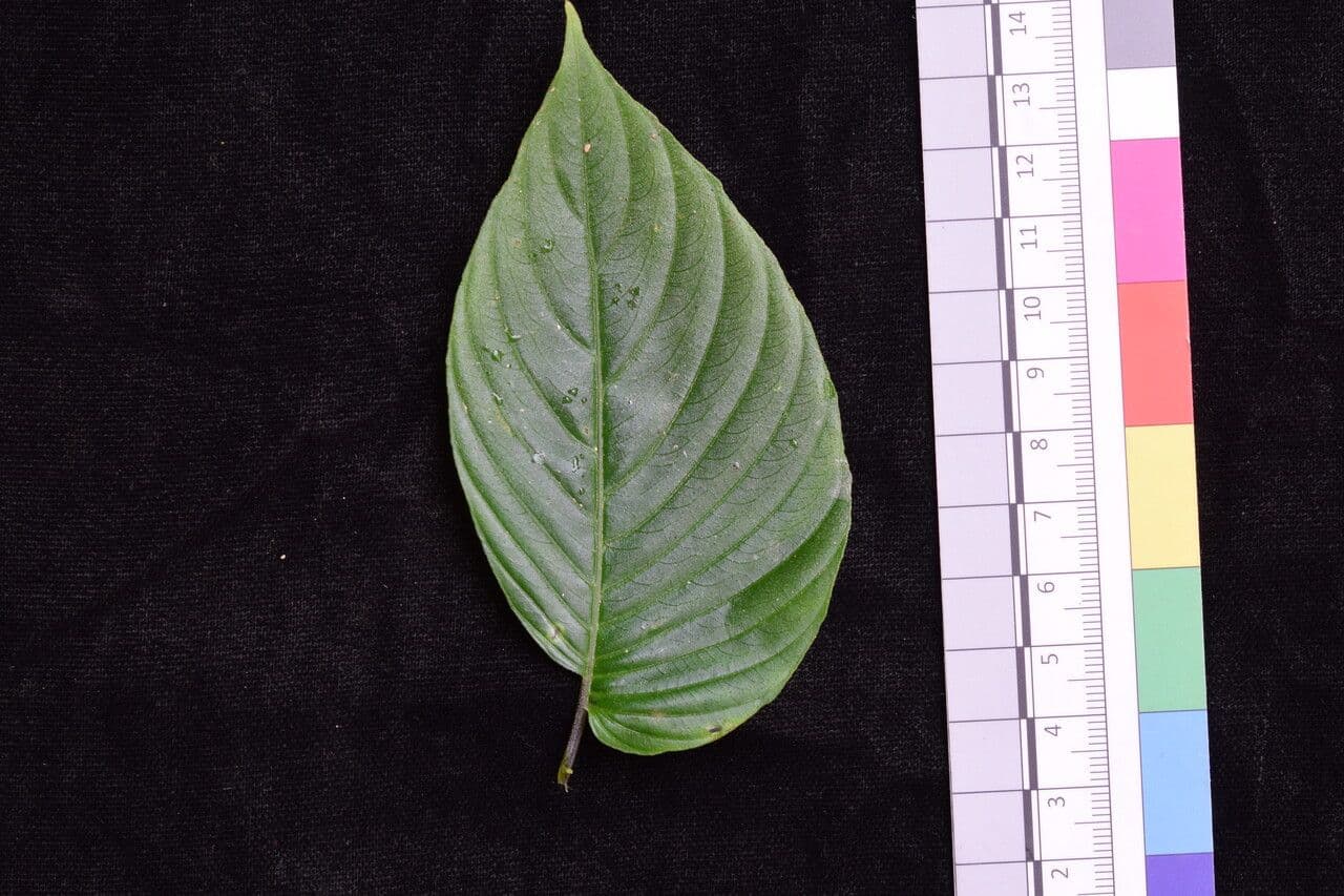 Rhynchoglossum 11