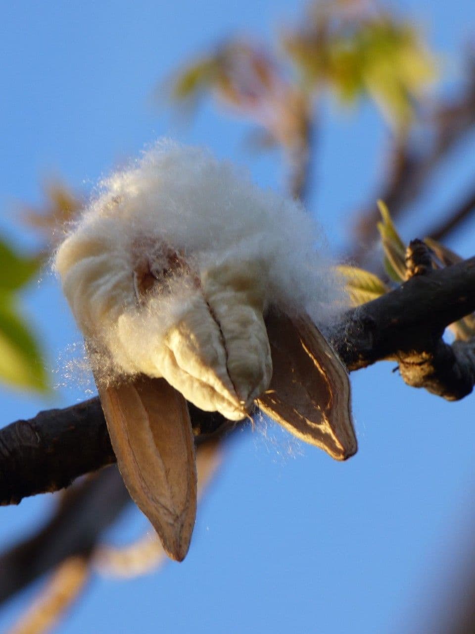 Albero del cotone