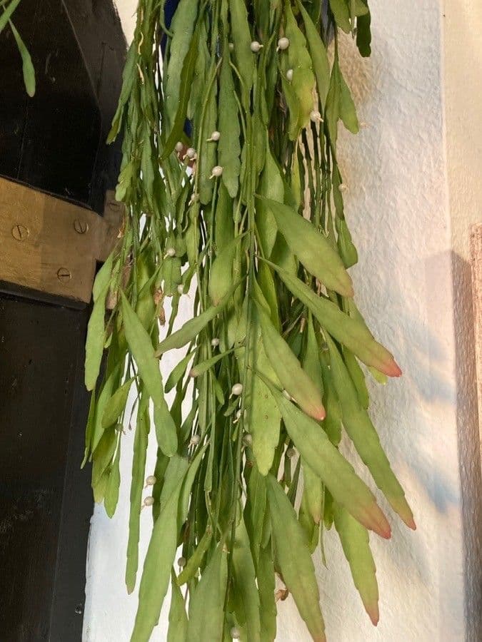 Rhipsalis micrantha 4