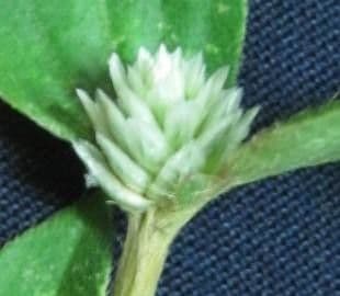 Gomphrena serrata