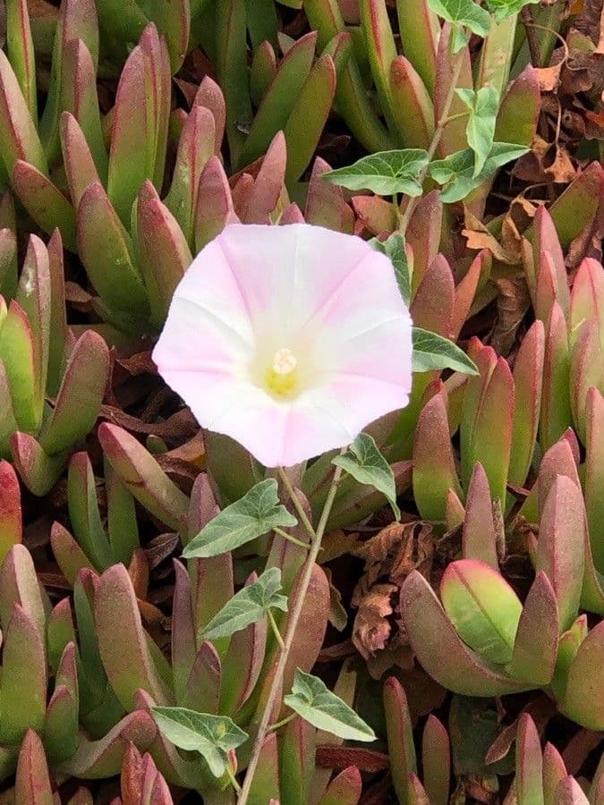 Calystegia porpora 6