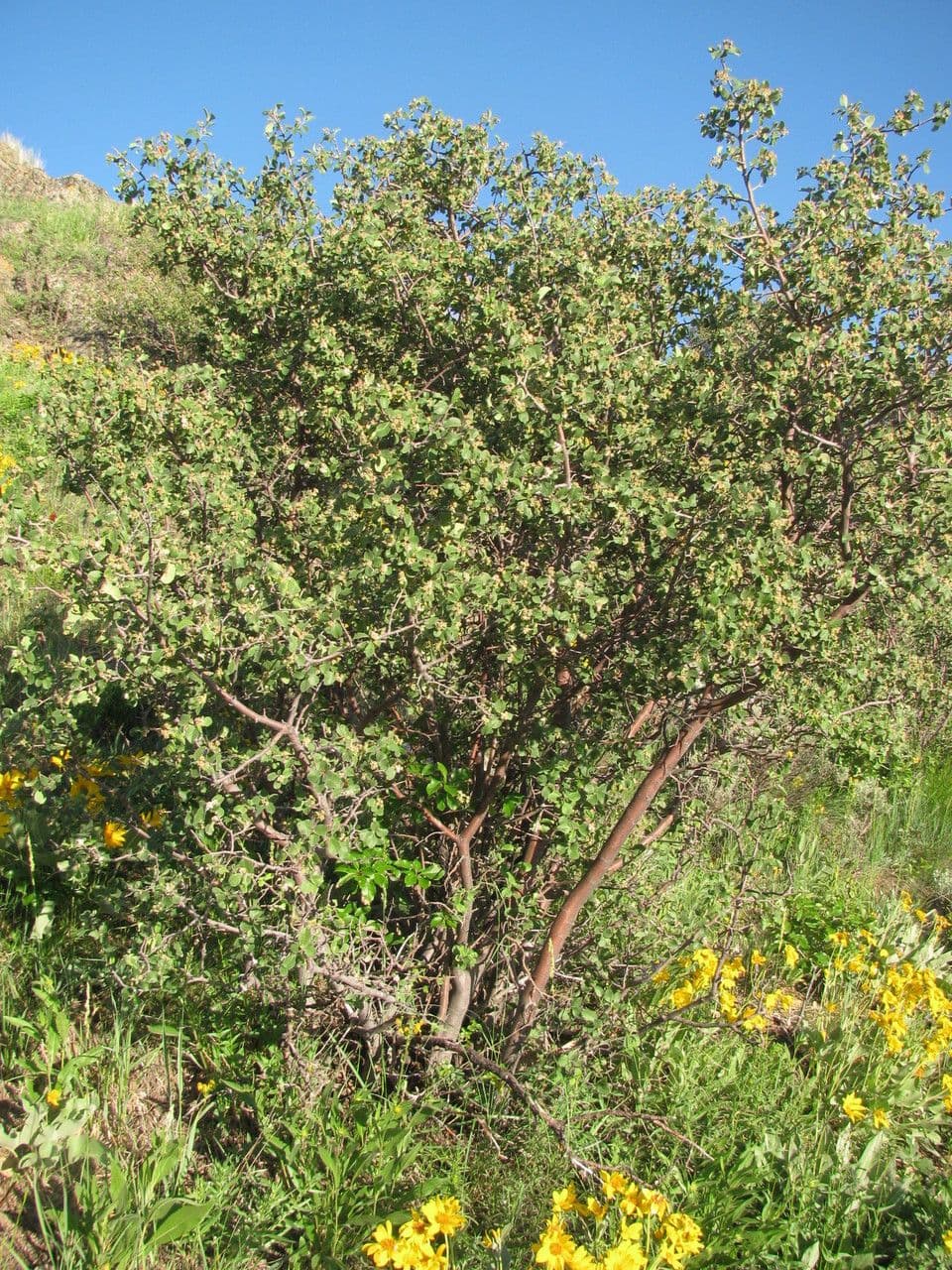 Purshia tridentata 11