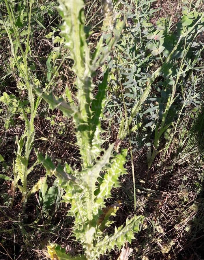 Weißgefleckte Distel 26