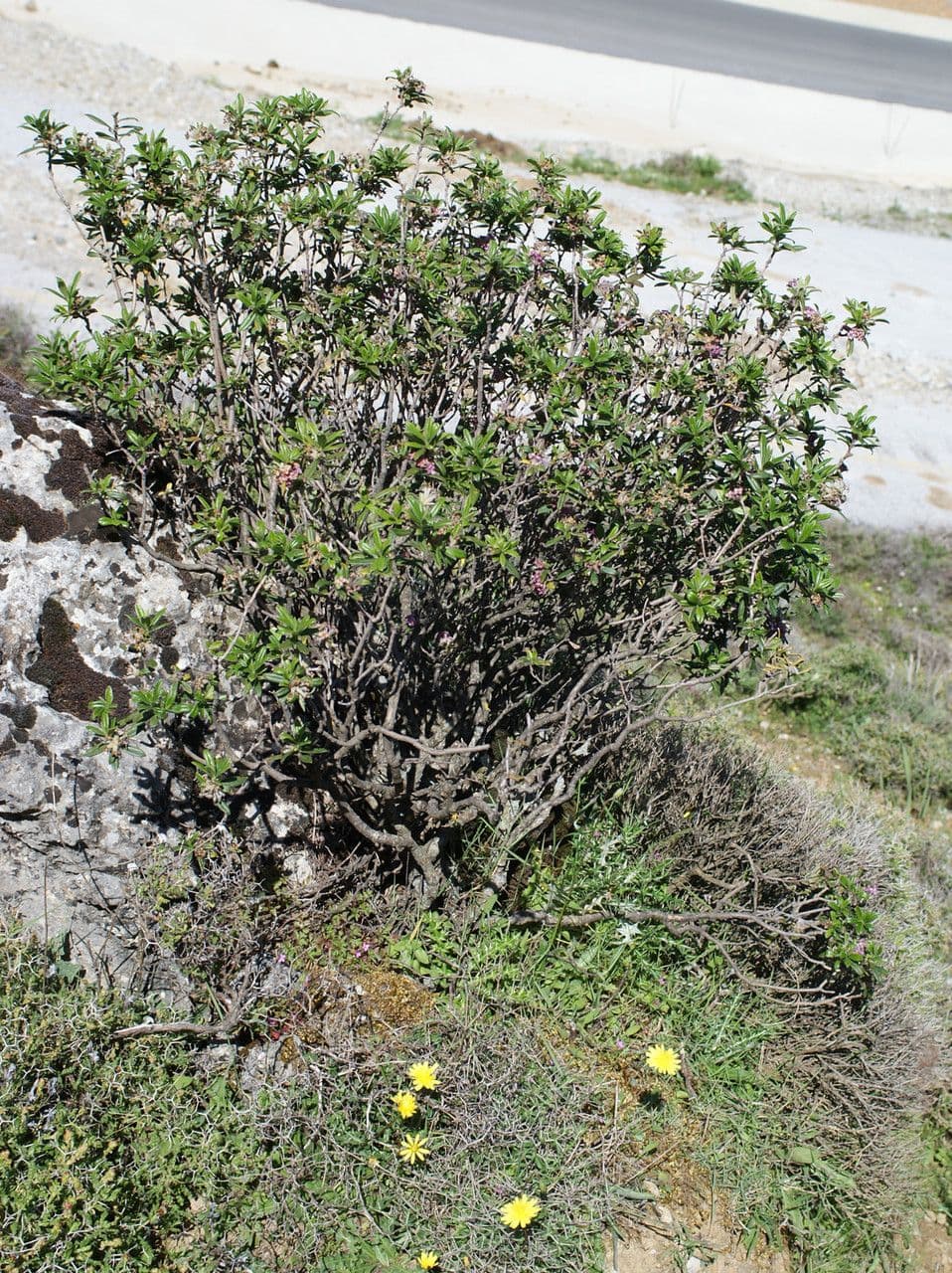 Daphne 8