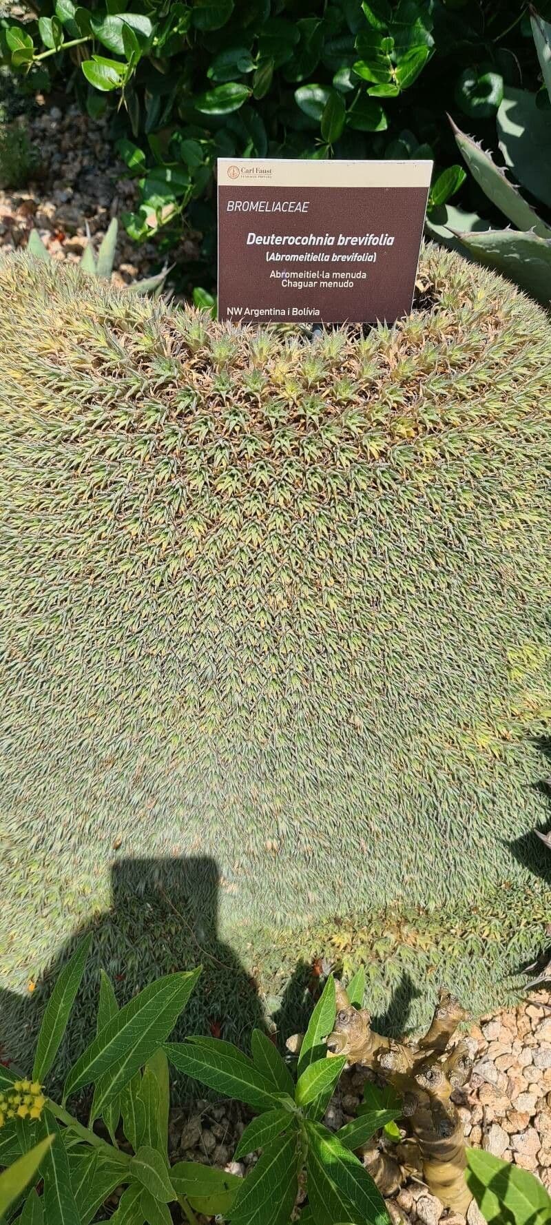 Deuterocohnia 7