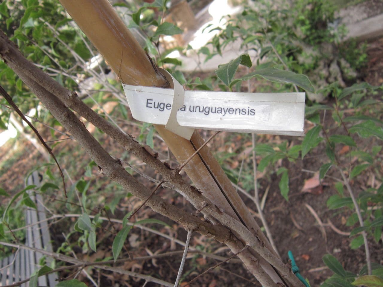 Eugenia uruguaiana 12