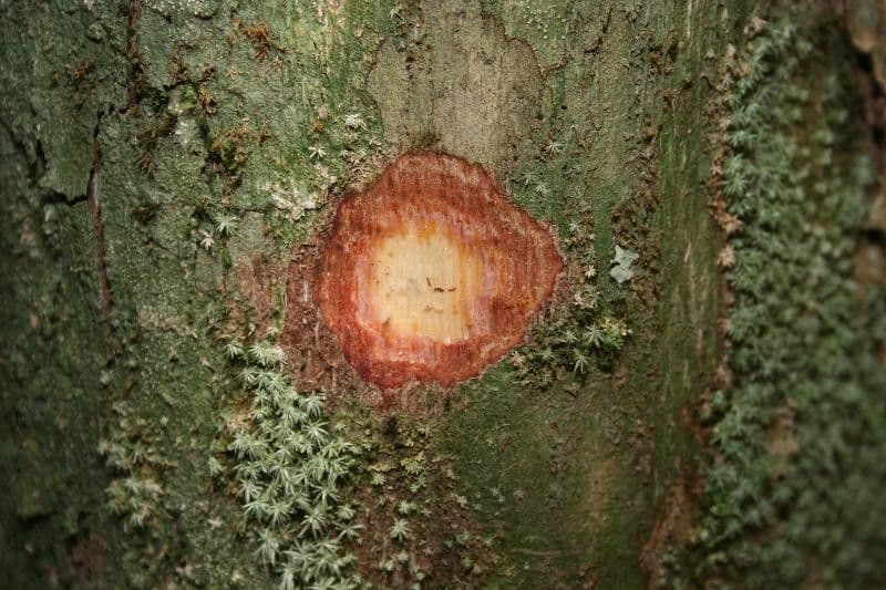 Chaetocarpus 9
