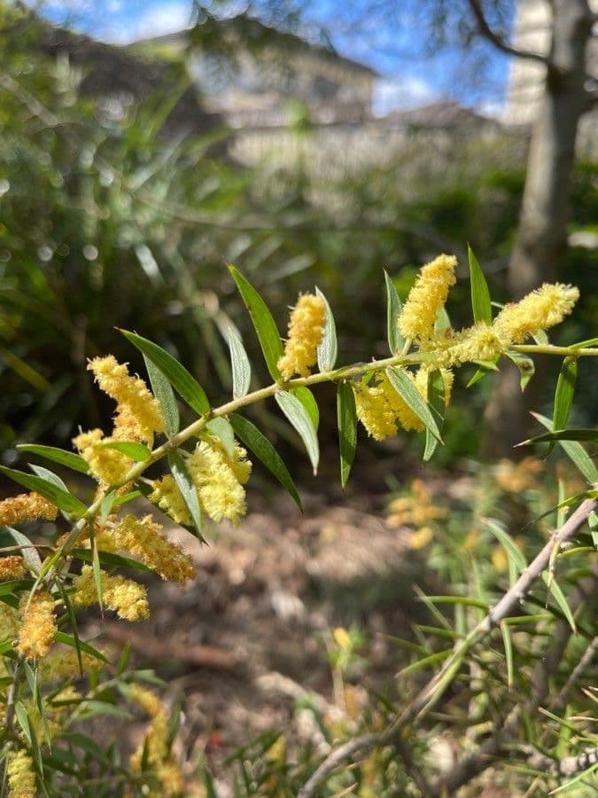 Acacia verticillata 5
