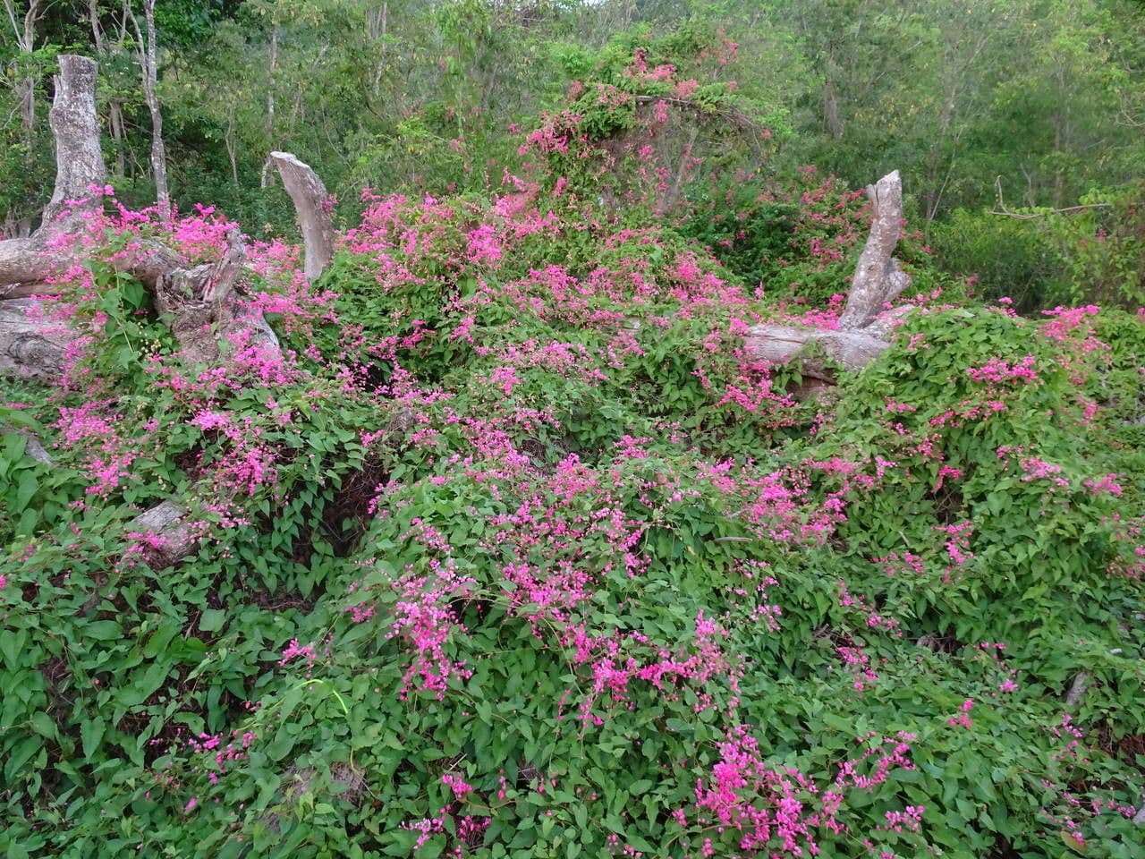 Antigonon leptopus 15