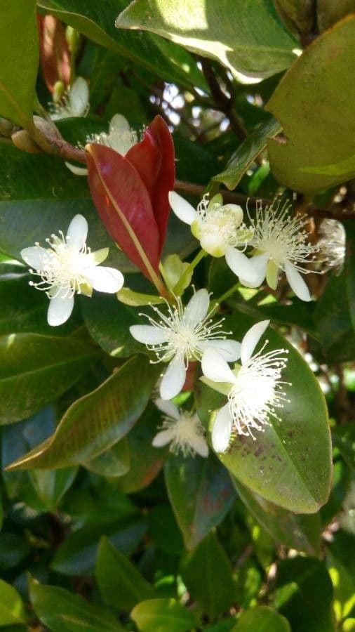 Ciliegio del Brasile 9