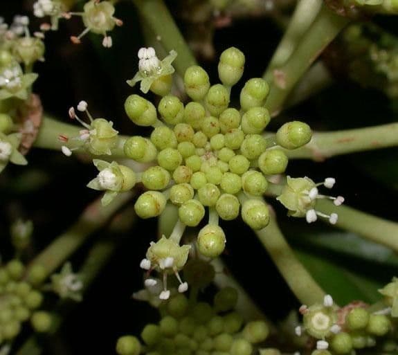 Dendropanax arboreus