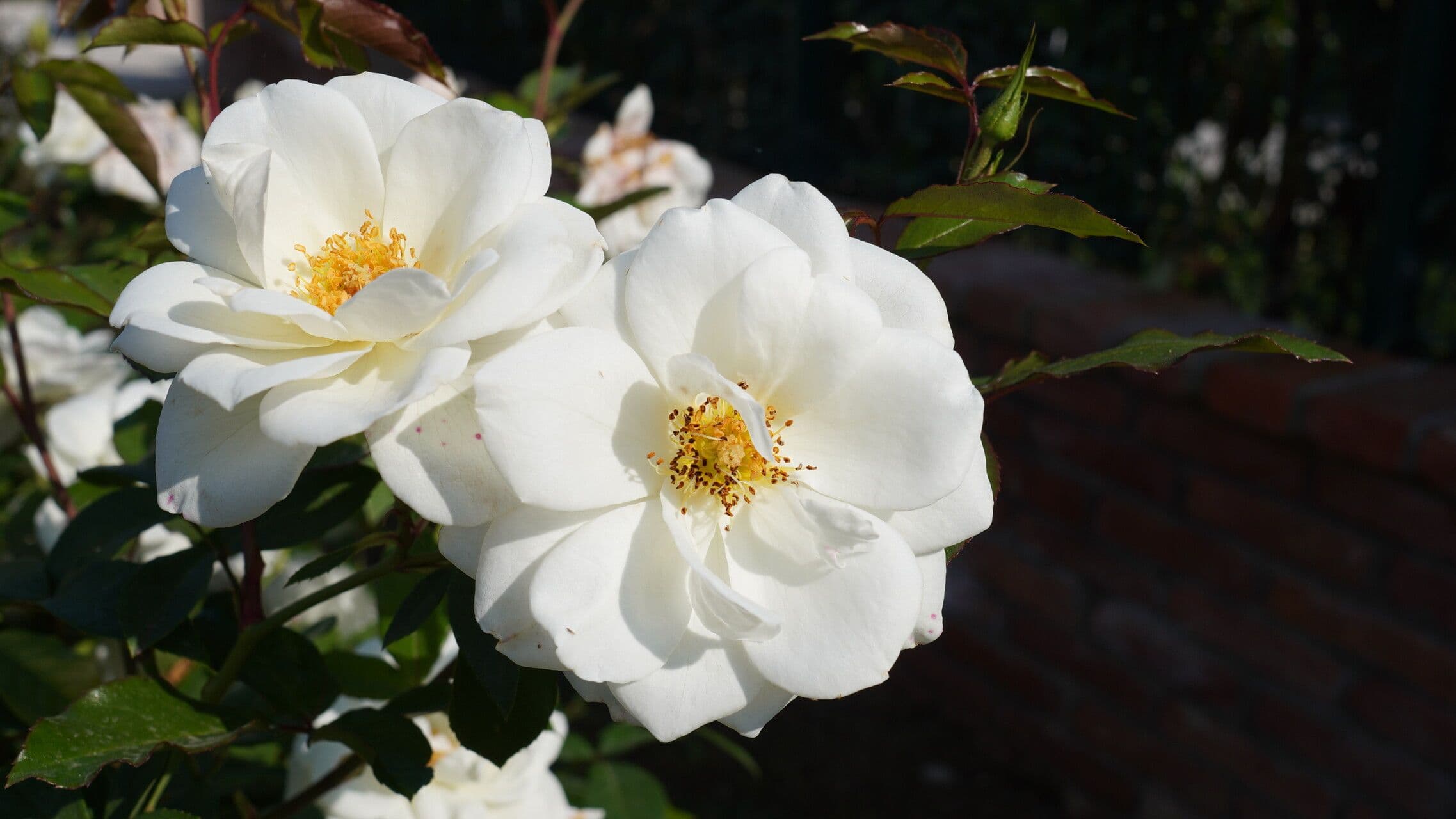 Rosa Cherokee 2