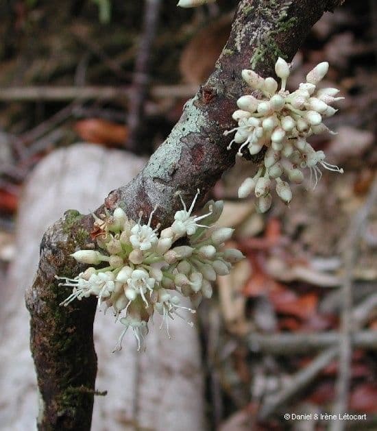 Pycnandra balansae 6