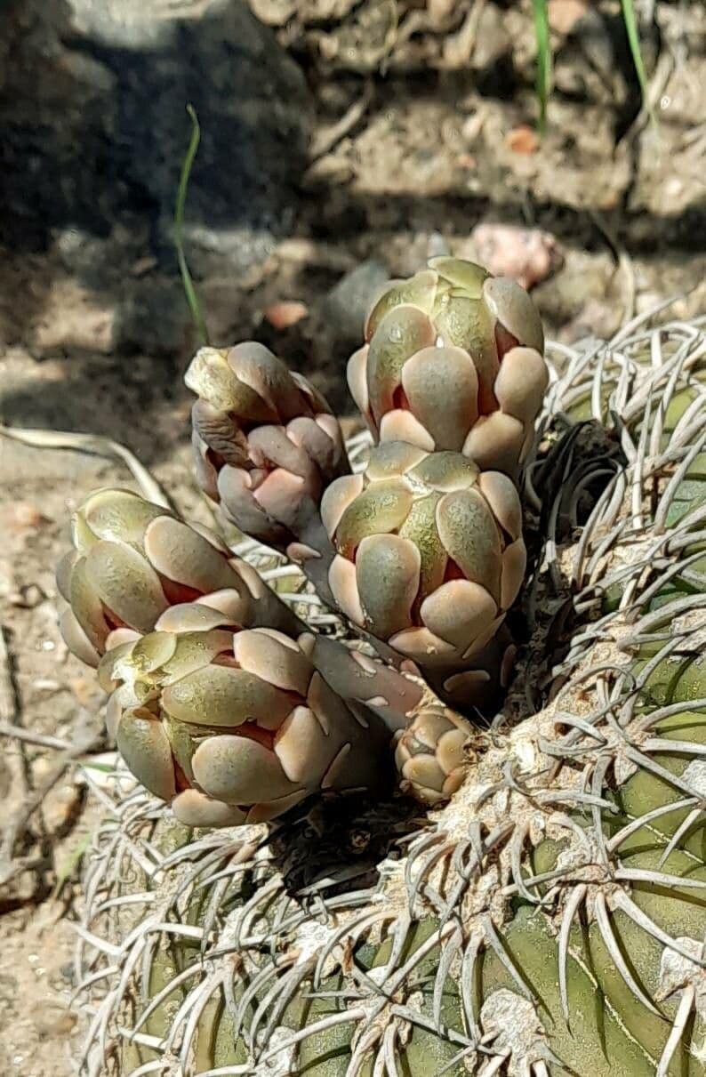 Gymnocalycium 2