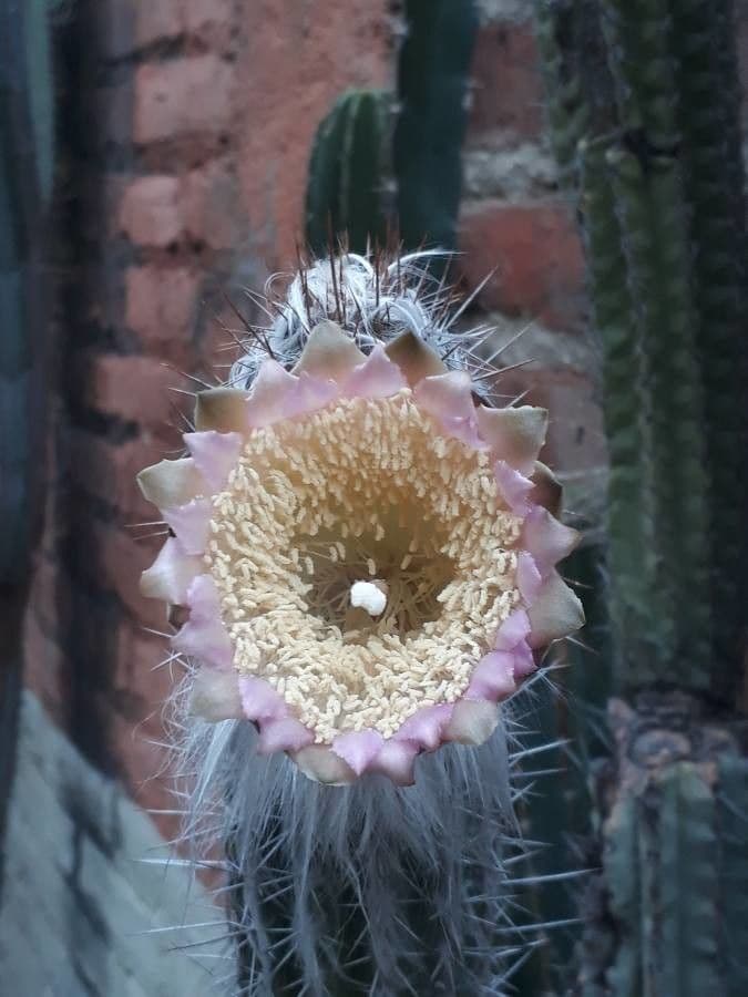 Pilosocereus pachycladus 4