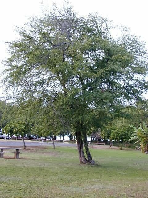 Prosopis 22