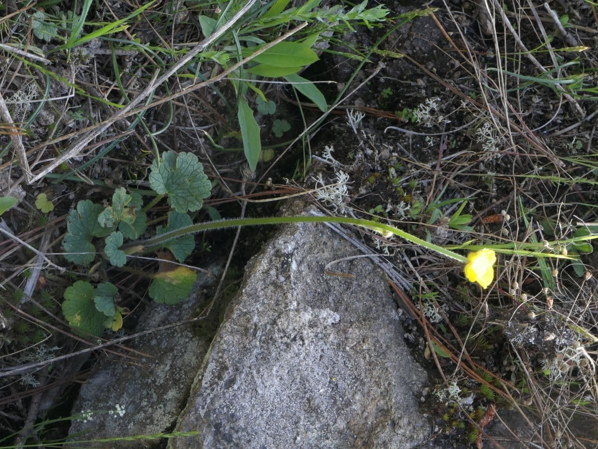 Ranuncolo 7