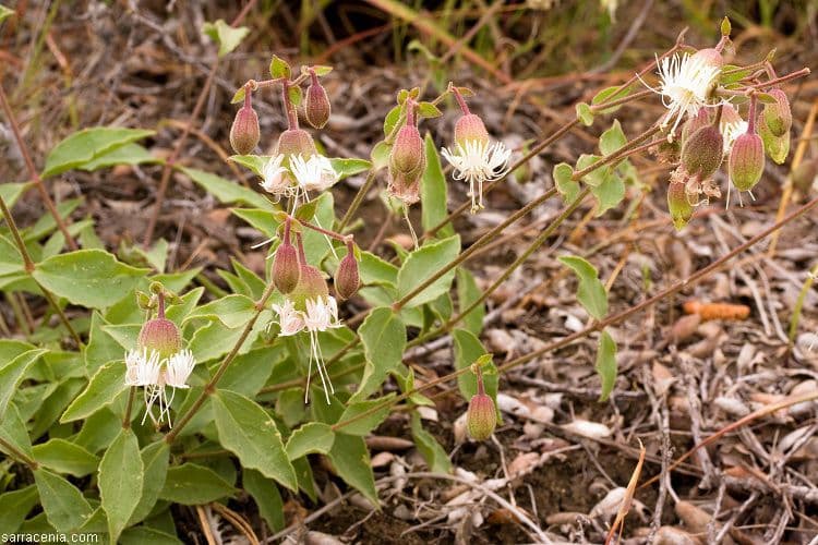 Silene campanulata 7