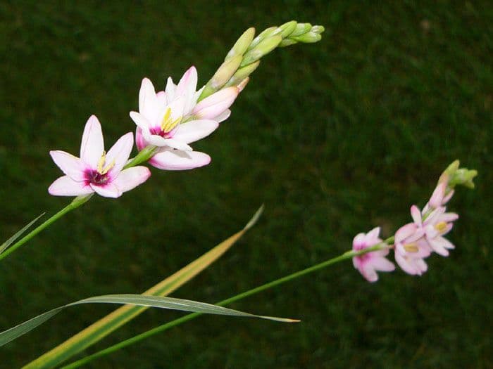 Ixia 2