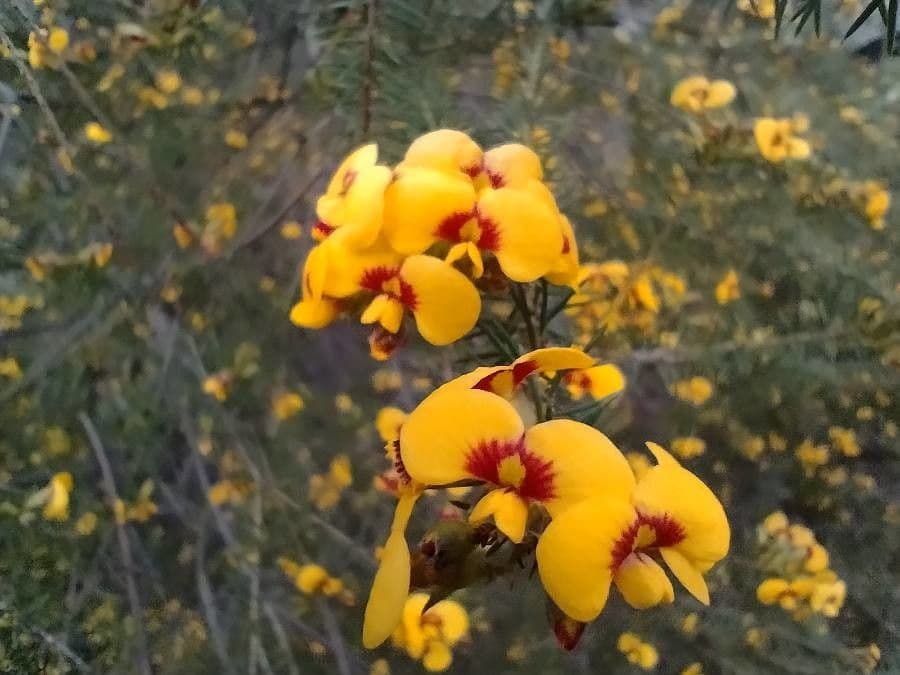 Dillwynia retorta 4