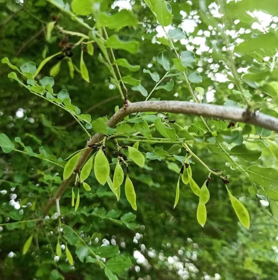 Dalbergia