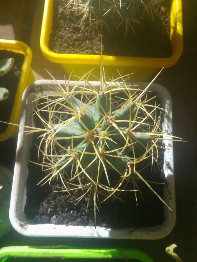 Cactus barile di Leconte 16