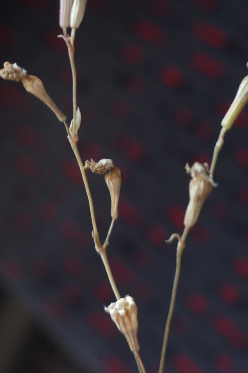 Silene