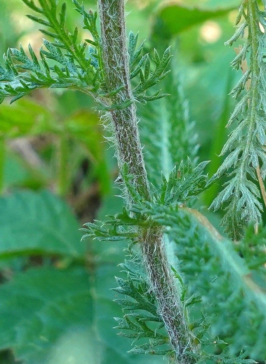 Achillea roseo-alba 16