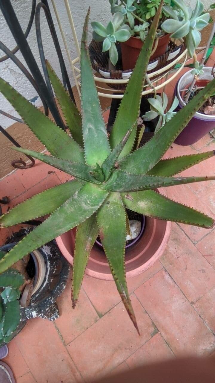 Aloe divá 13