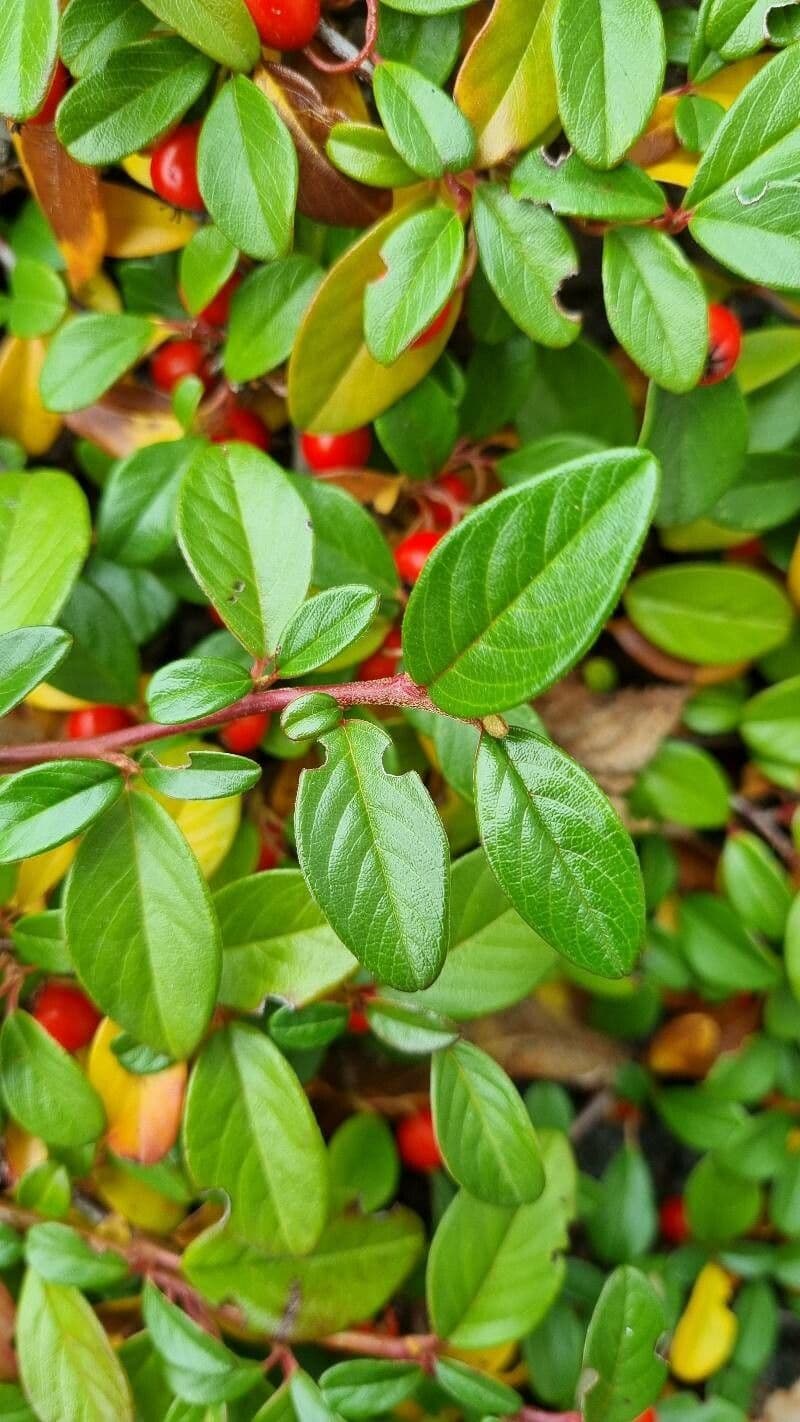 Cotoneaster di Dammer 18