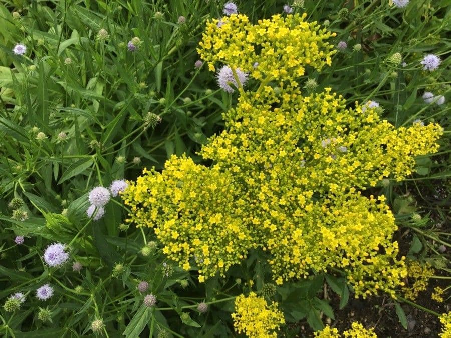 Patrinia 4