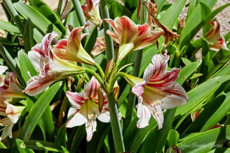 Amarilis