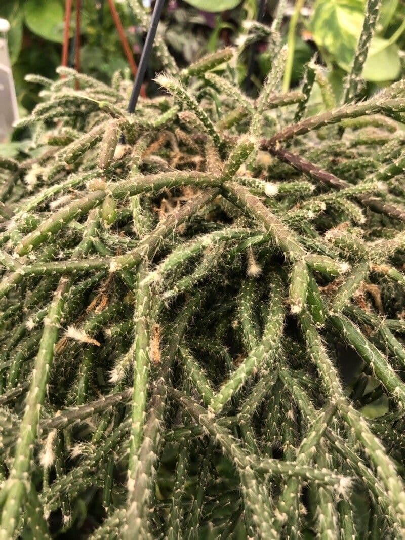 Rhipsalis 15