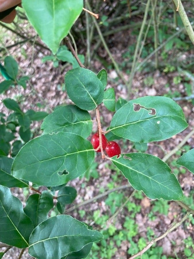 Elaeagnus multiflora 18