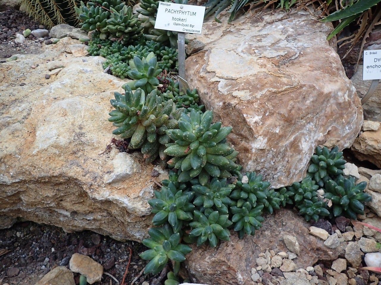 Pachyphytum 9