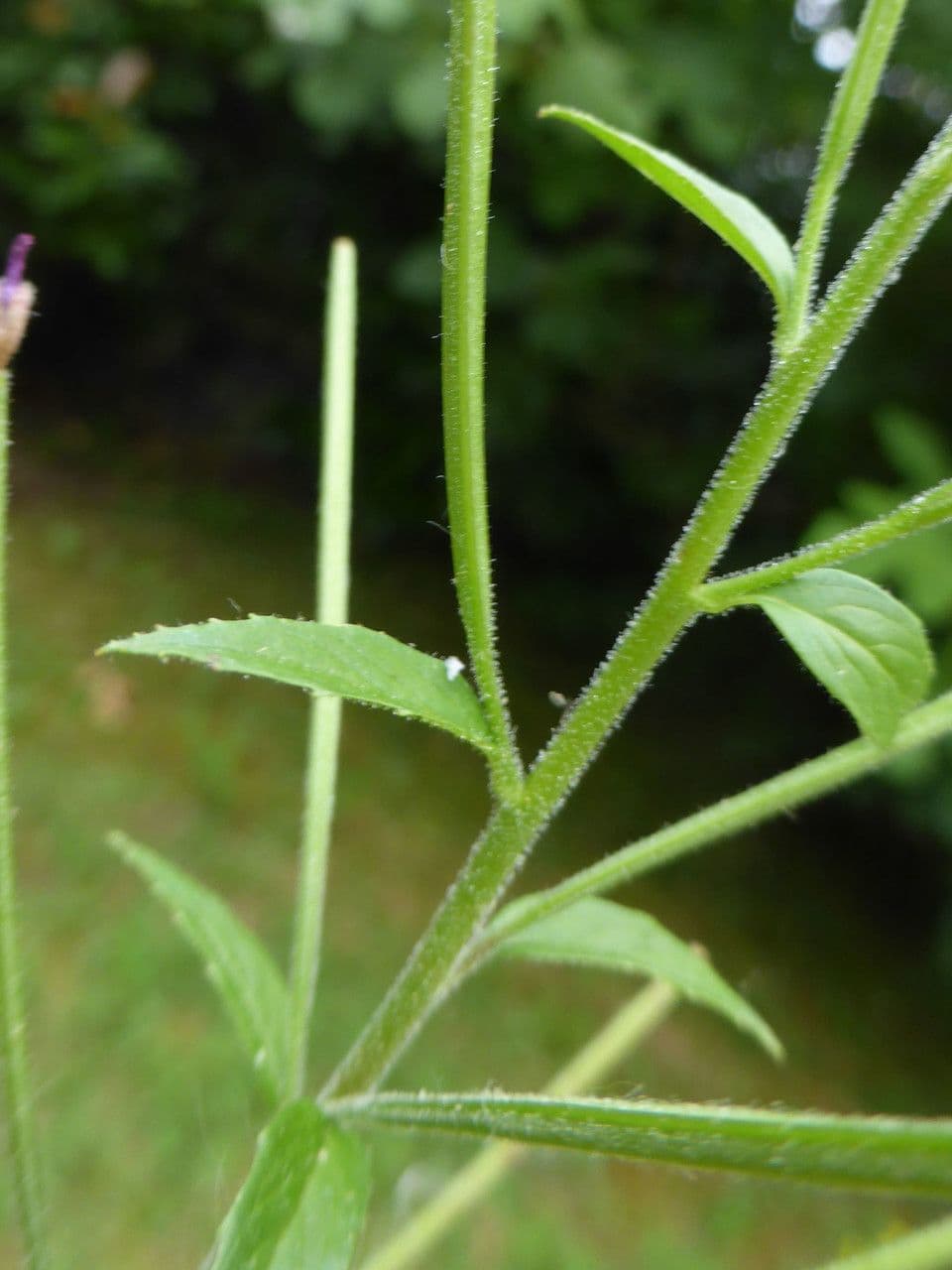 Epilobio ciliato 23