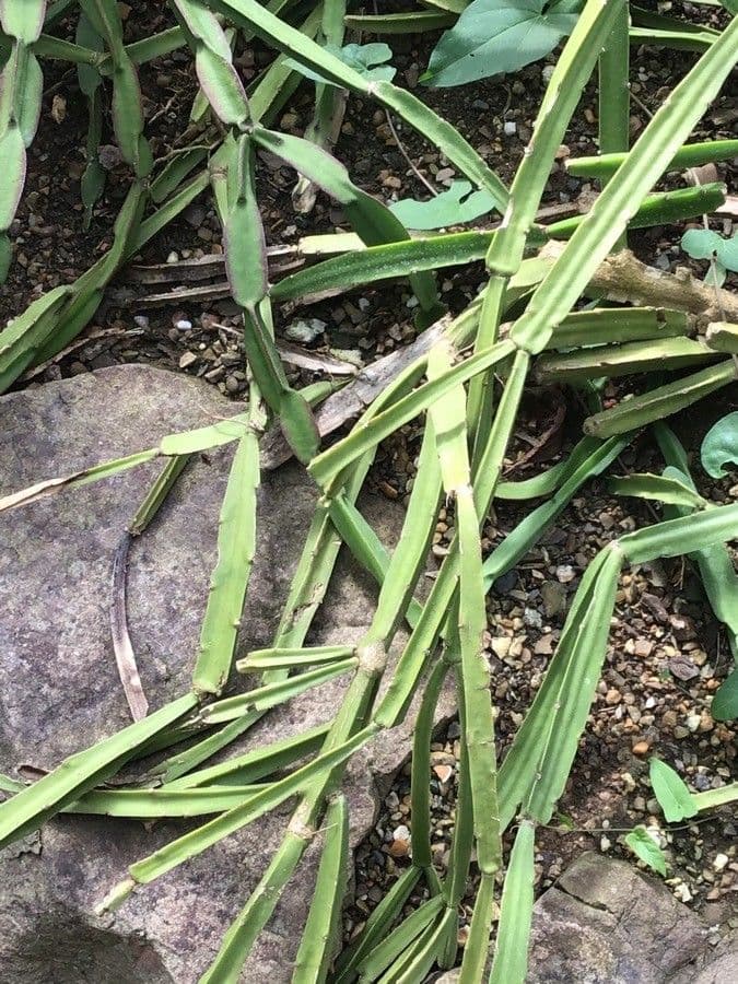Rhipsalis cereoides