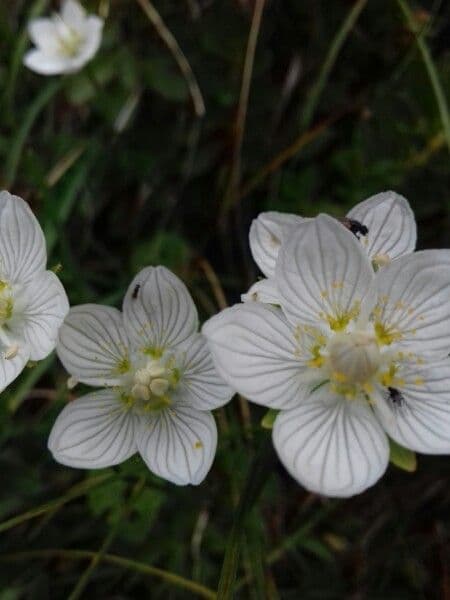 Parnassia 9