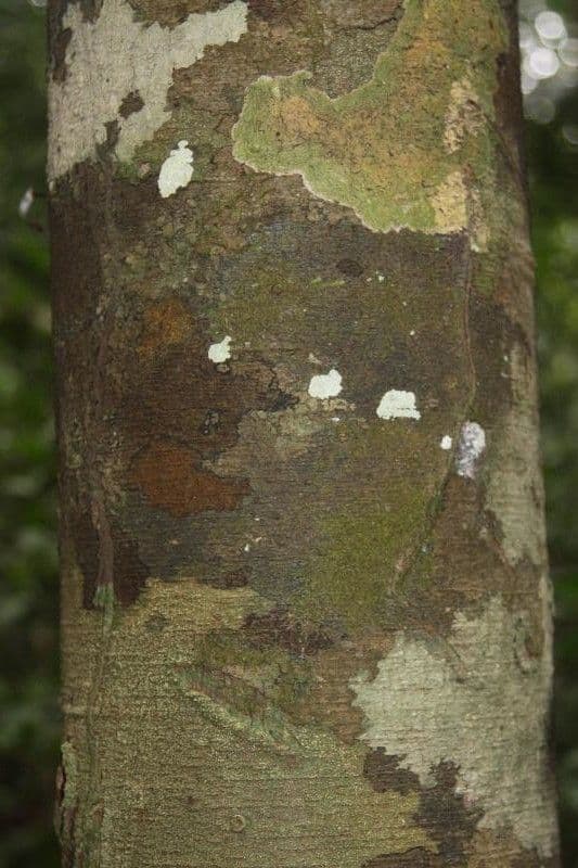 Brosimum rubescens 7