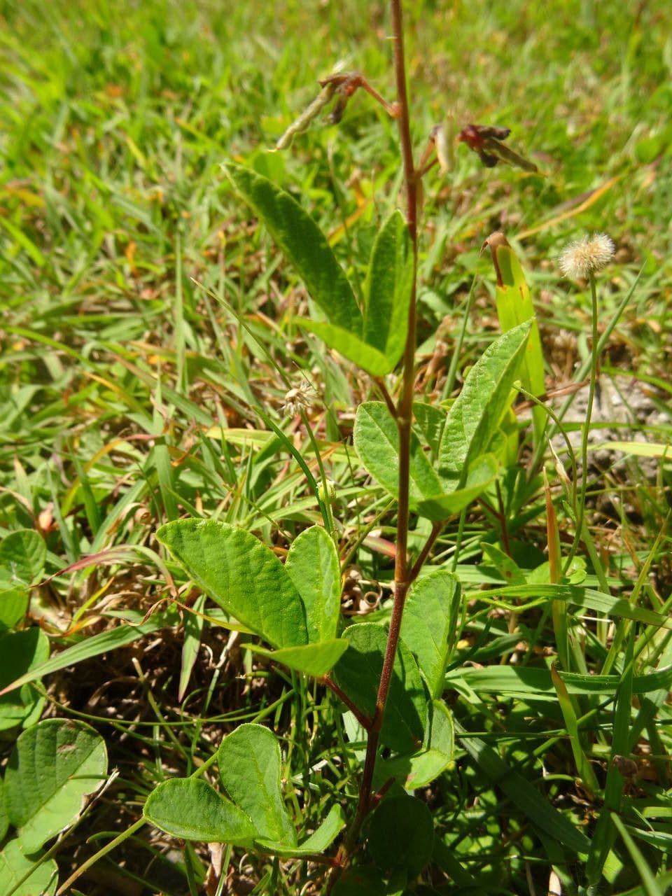 Desmodium 22