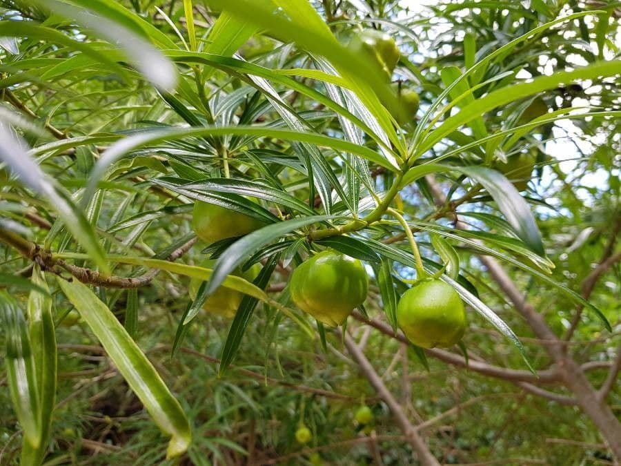 Solano laciniato 2