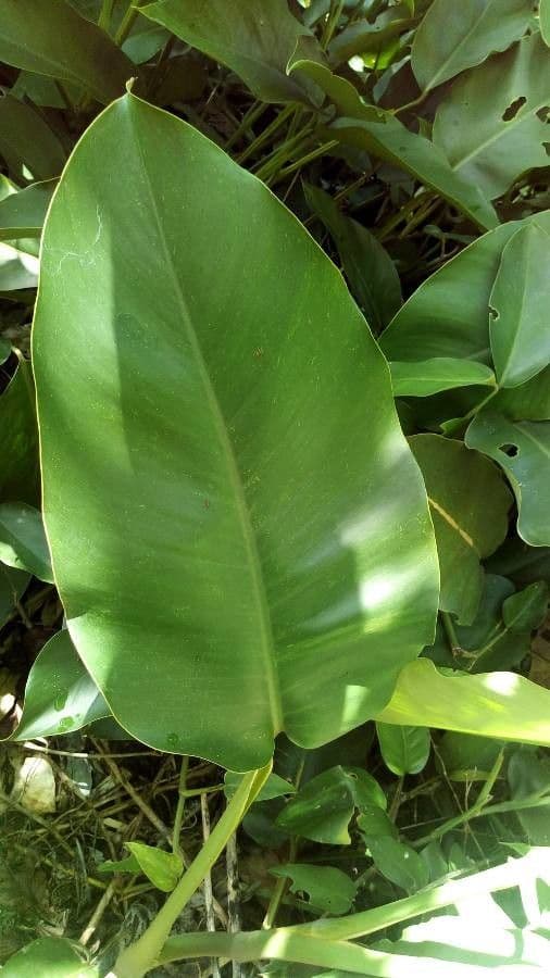Monstera 7